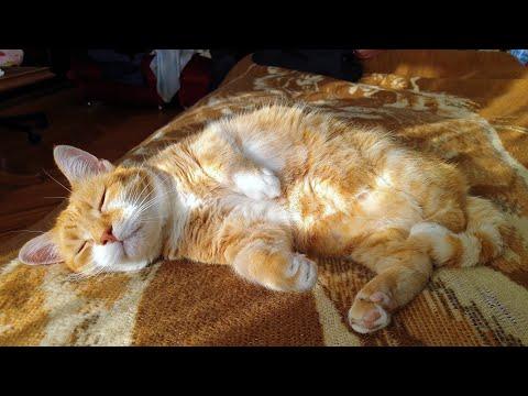Cat Waking Up Is the Cutest Thing Ever #Video