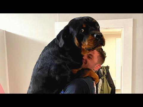 Giant dog just wants to be this guy's baby #Video