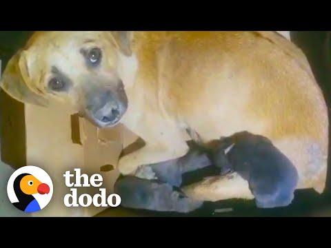 Momma Dog Has Her Babies In A Tiny Hole In The Ground #Video