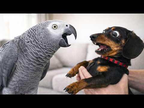 Talking Parrots vs Dogs… Funniest Reactions Ever #Video