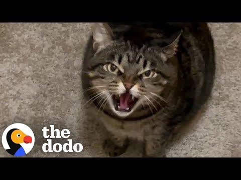 Cat Won't Stop Hissing At Her Pet Sitter #Video