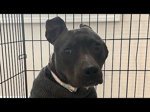 Woman adopts black pit bull because no one else would #Video