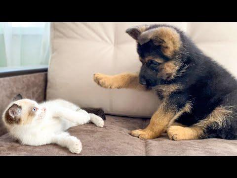 German Shepherd Puppy and Kitten Playing [TRY NOT TO LAUGH] #Video