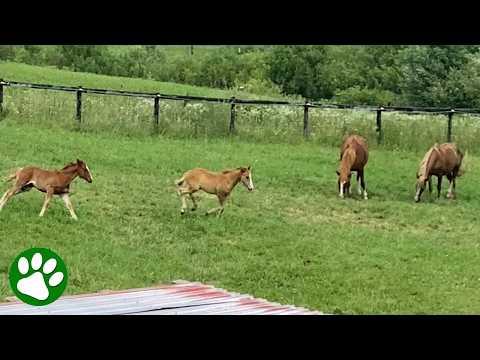 Horse Rescue Turns Into Saving a Whole Family #Video