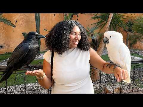 When a Talking Parrot Meets a Crow for the First Time #Video