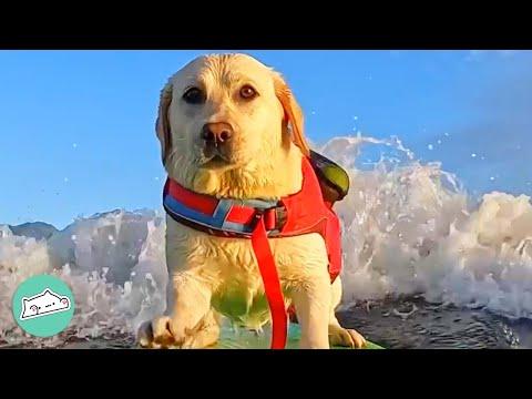 Dog Becomes Man's Surfing Partner After So Many Years #Video