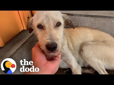 Man Goes Back For Family Of Dogs During Flood #Video