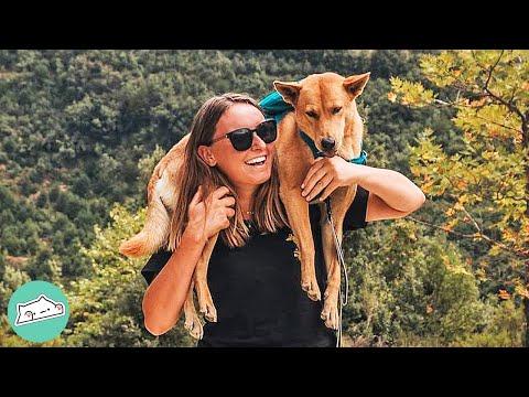 Rescue Village Dingo Feared Everything, Now She Travels The World #Video