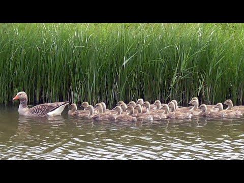 Greylag Goose: Call Video, Goslings and Bathing