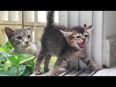 When Your Proud Mom Cat Brings You Her Kittens #Video