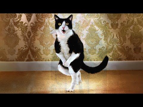 Get a CAT, they said It’ll be CHILL…Funny Cat Videos 2025