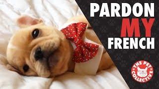 Pardon My French | French Bulldog Video Compilation
