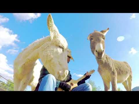 Donkey wants to know 'What is that strange instrument' #Video