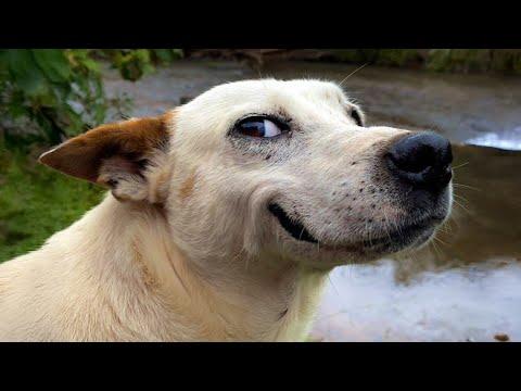 Animals Can't Stop Being Hilarious #Video