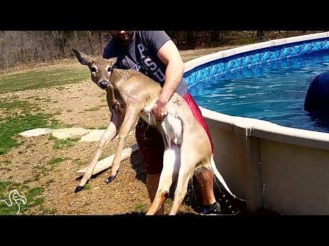 Man Pulls Deer Out Of His Pool And Wraps Him Up In A Towel #Video