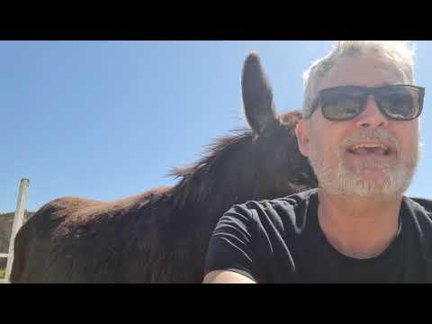 Donkeys get BANNED! #Video