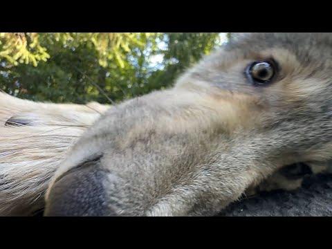 Wolf Pup Tries to Take a Selfie #Video