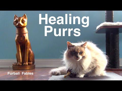 The Healing Power of Cat Purrs