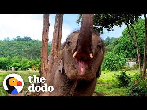 Teenage Elephant Loves Going For Swims Behind His Mom's Back #Video