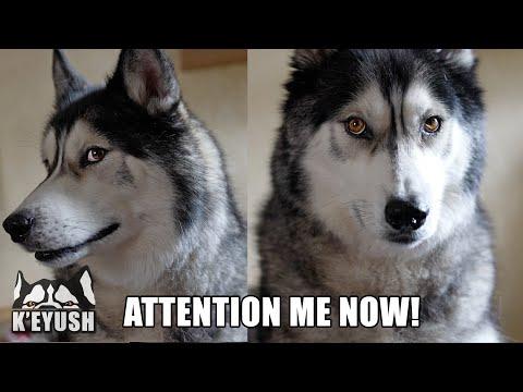 How My Husky Demands My Attention! Not Subtle! #Video