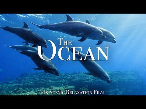 The Ocean 4K - Scenic Wildlife Film With Calming Music #Video