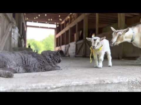 Beautiful Ophelia meets the barn cat on her first walk! #Video
