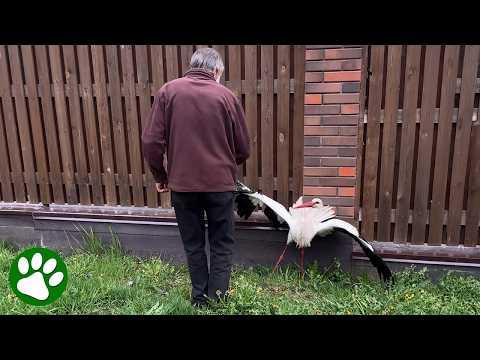 Man Approaches Desperate Stork Stuck in Wire #Video
