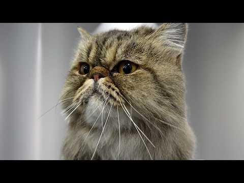This Cat Woke Up and Chose Violence #Video