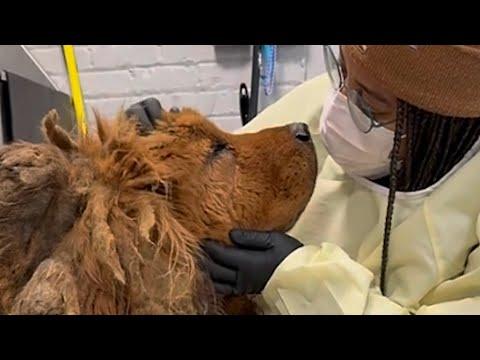 Neglected rescue dog is unrecognizable now #Video