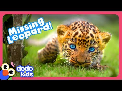 Where Is This Wild Leopard Cub’s Mom? | Dodo Kids | Rescued! #Video