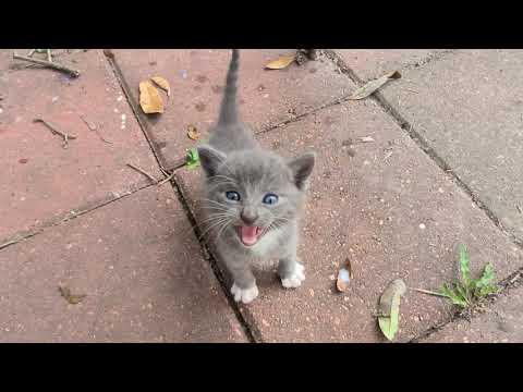 Stray kitten invaded my backyard #Video