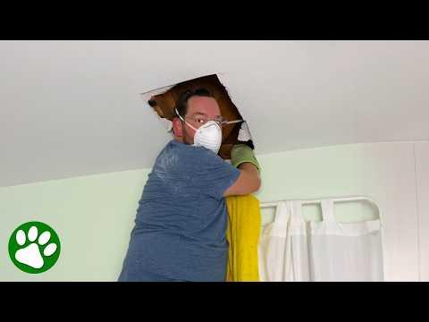 Couple hears scratching on the roof and are shocked by what they find #Video