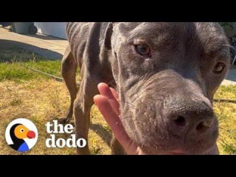 Skinny Pittie Transforms Into The Happiest Hippo #Video