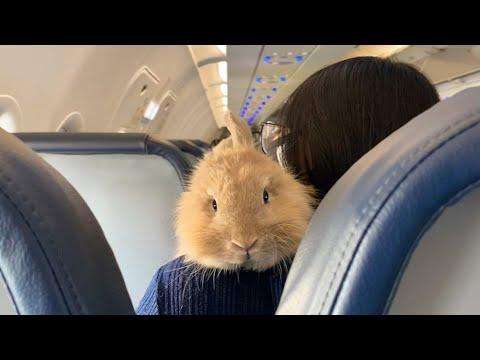 This woman's soulmate is a bunny #Video