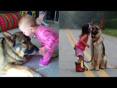 Funny and Cute German Shepherd Puppies Compilation Video