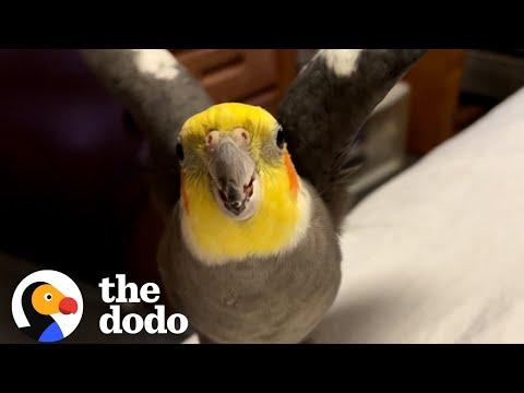Bird Who Won't Let Mom Have A Boyfriend Finally Breaks Down #video