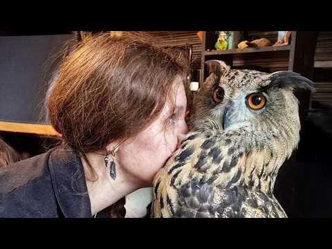 When Animals Choosing The Humans They Trust Most! #Video