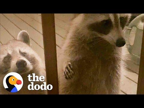 Wild Raccoon Introduces Woman To Her Daughter...And Granddaughter #Video