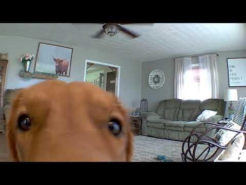 Golden Retriever discovers his puppy cam... #Video