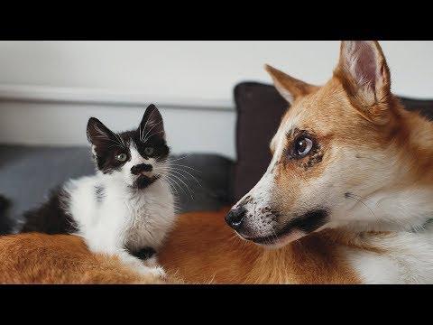 Most FUNNY and CUTE Cats and Dogs Playing Together Compilation 2019