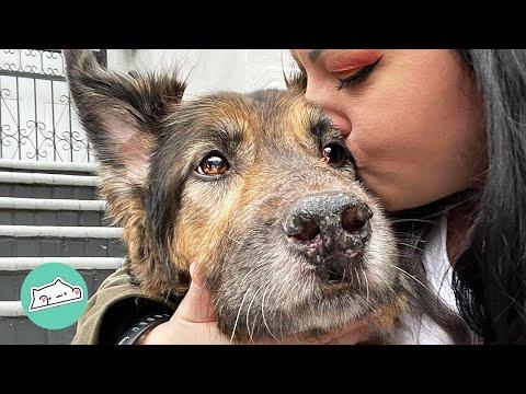 Service Dog Saves Mama from Anxiety Despite Own Illness #Video