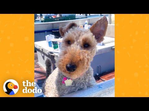 Tiny Dog Loves To Go On Boat Trips With Her Dad 600 Miles Offshore #Video