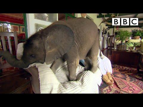 Baby Elephant Causes Havoc At Home Video