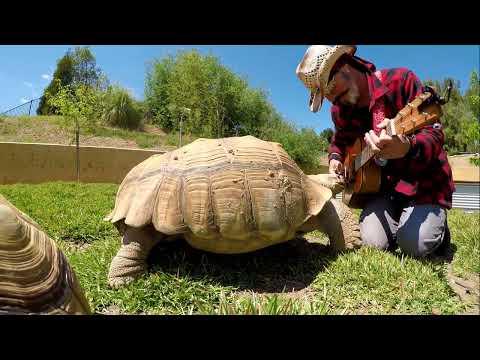 Giant Turtles Love Music #Video