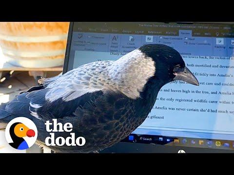 Wild Bird Visits Woman Everyday To 'Help' Her Write Books #Video