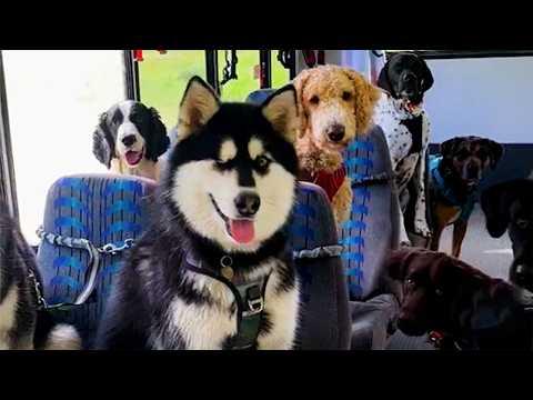 These Dogs Have Their Own Bus And They Can’t Wait to Ride It #Video