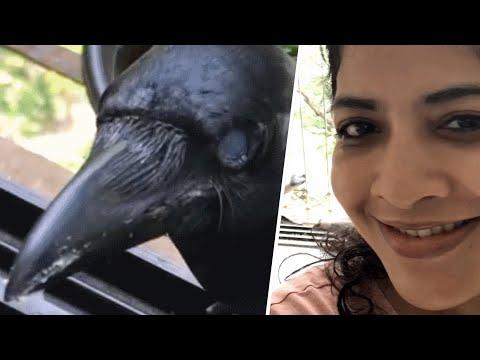 This woman is obsessed with special needs crows #Video