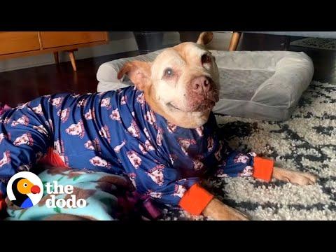 20-Year-Old Rescue Pittie Has The Best Smile In The World #Video