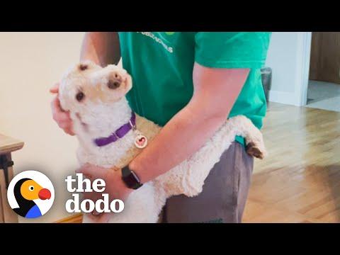 This Poodle Hugs Everyone She Meets #Video