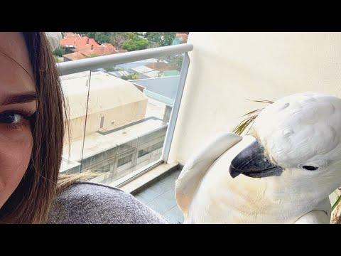 Woman invites wild cockatoo for dinner. Then she discovers their surprising smell. #Video